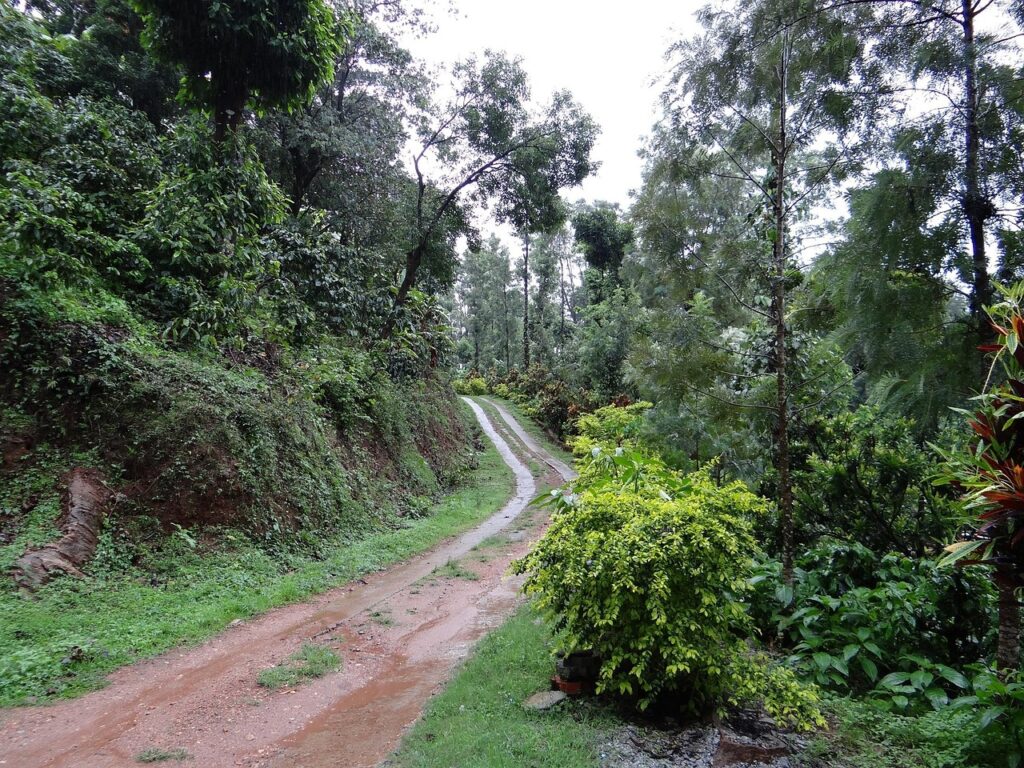 trail, forest, coffee plantation, coffea robusta, madikeri, coorg, india, green coffee, madikeri, coorg, coorg, coorg, coorg, coorg