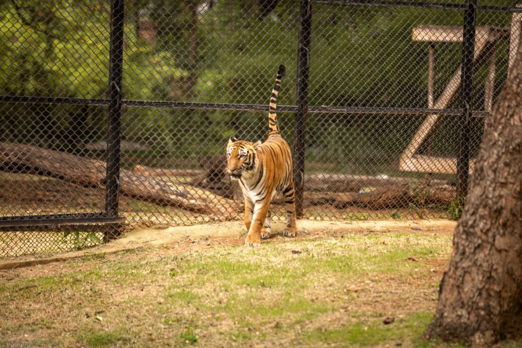 Majestic Bengal tiger walking in a zoo enclosure surrounded by lush greenery.