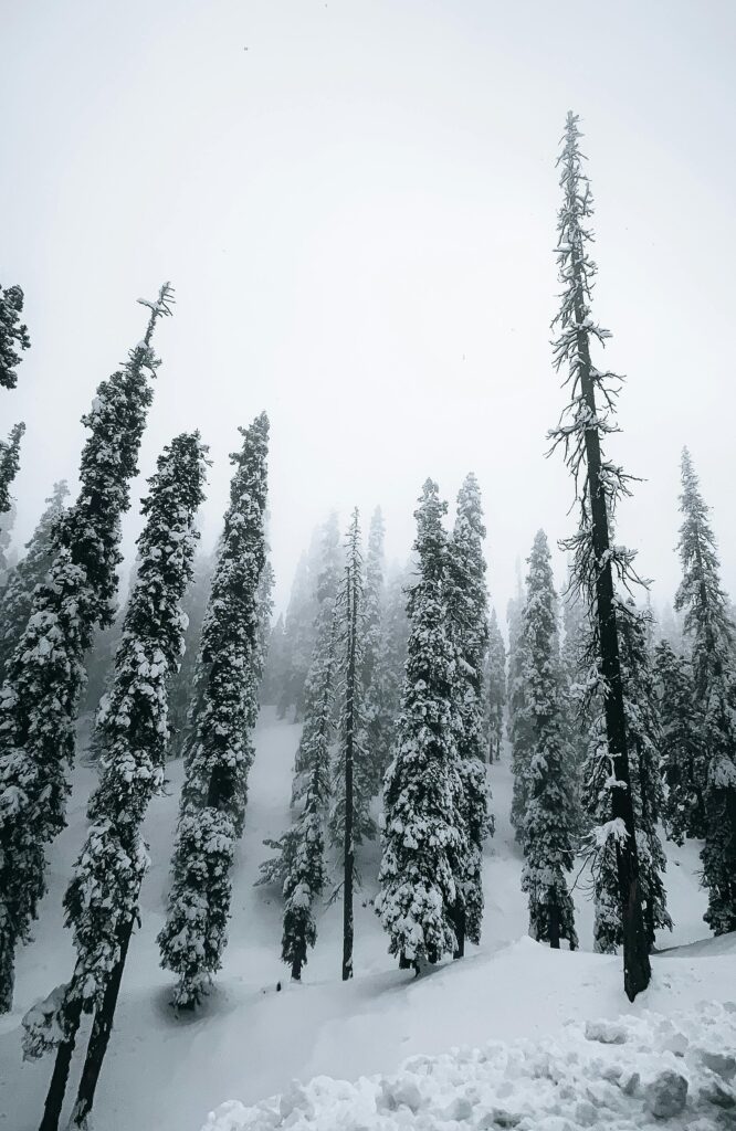 “When snow falls in Kashmir, even silence learns how to speak.”