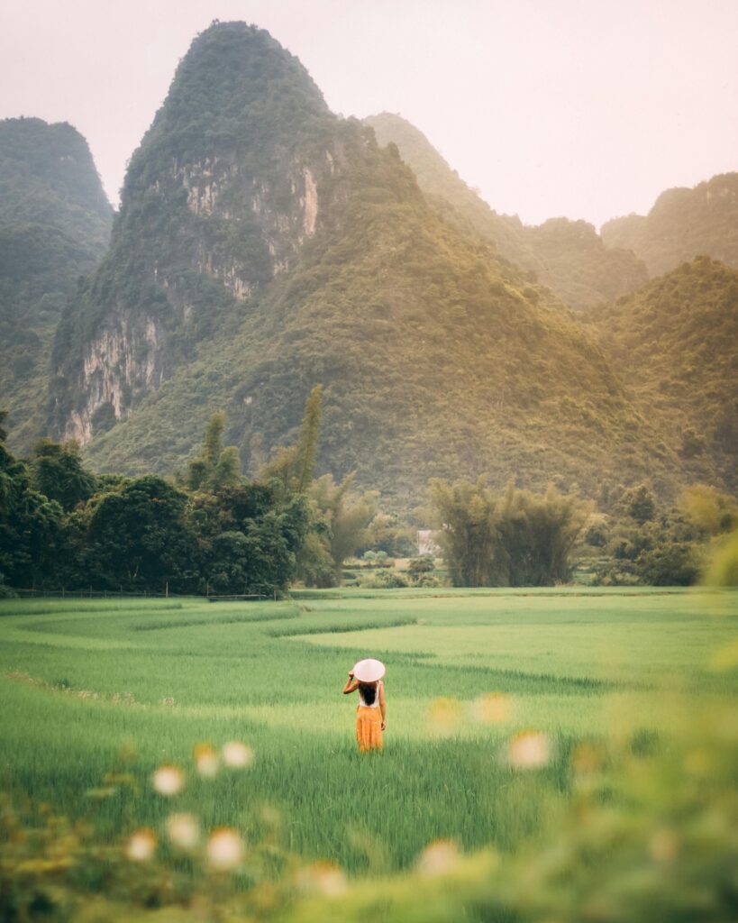 Explore the tranquility of Vietnamese rice fields with majestic mountain views and serene countryside vibes.
